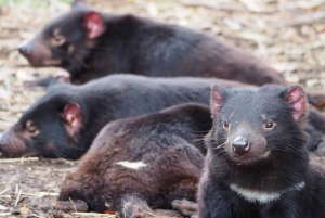 Tasmania: 7-dagers tur til Tasmanias høydepunkter