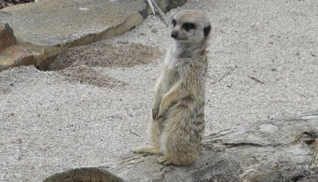 Tasmania Zoo