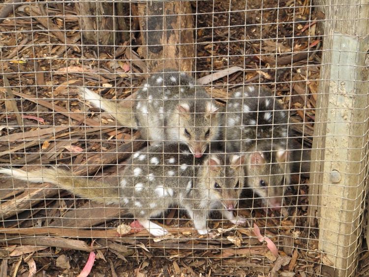 Tasmanian Devil Conservation Park