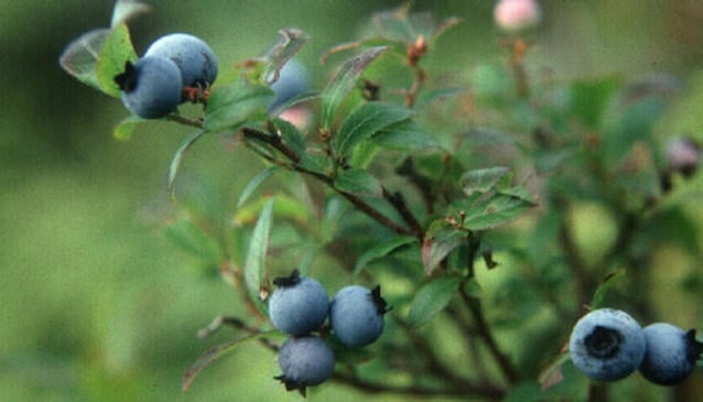 Tassie Blue Blueberries