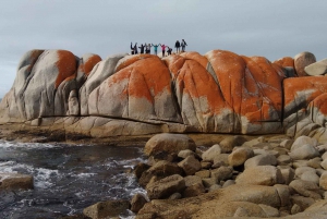 Tasmania - El viaje definitivo de 10 días