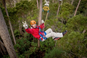 Launceston: Treetops Ziplining Adventure Hollybank