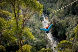 Launceston: Treetops Ziplining Adventure Hollybank