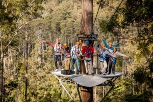 Launceston: Hollybank Forest Treetop Zip Lining with Guide