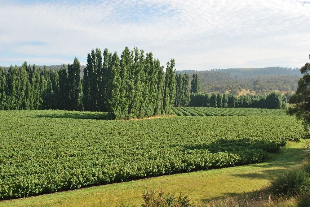 Westerway Raspberry Farm