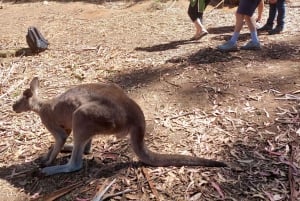 Excursão em terra ao Wings Wildlife Park Burnie