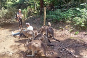 Excursão em terra ao Wings Wildlife Park Burnie