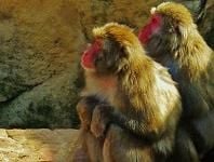 Launceston and Central North