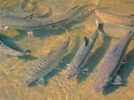 Upper Derwent Valley