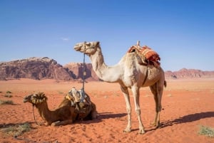 Aqaba, Petra & Wadi Rum Glamping 3 päivää Tel Avivista käsin