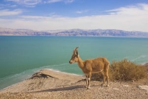 Dead Sea Visit & Desert Safari from Jerusalem or Tel Aviv