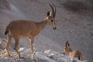 Tour di un giorno del Mar Morto, Masada, Ein Gedi e Qumran da Gerusalemme