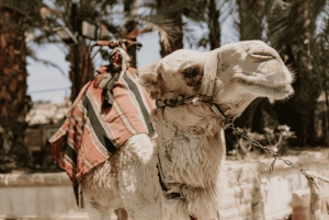 Betlehem og Jeriko: Guidet tur - små grupper