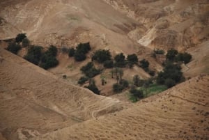 Z Tel Awiwu: wizyta nad Morzem Martwym i pustynne safari