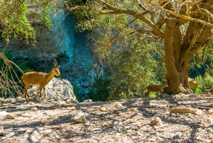 Från Tel Aviv: Masada i soluppgången, Ein Gedi och Döda havet