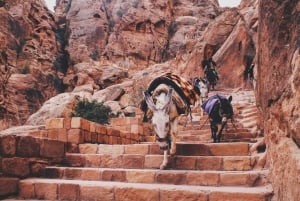 From Tel Aviv: 2-Day Petra Tour with Flights & Accommodation