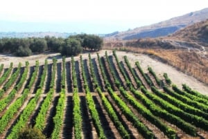 Tour del vino a nord di Israele da Tel Aviv