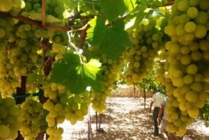 Circuit viticole dans le nord d'Israël au départ de Tel Aviv