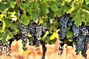 Wine Tour North of Israel from Tel Aviv