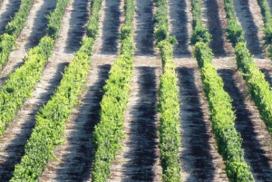 Wine Tour North of Israel from Tel Aviv