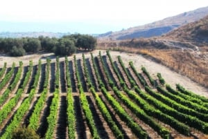 Wine Tour North of Israel from Tel Aviv