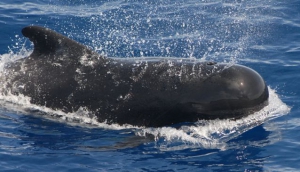 8. It's one of the best places on the planet to see whales and dolphins