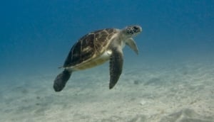 Marine Life, Tenerife