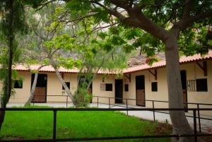 テネリフェ島南部で1時間の乗馬体験をお楽しみください