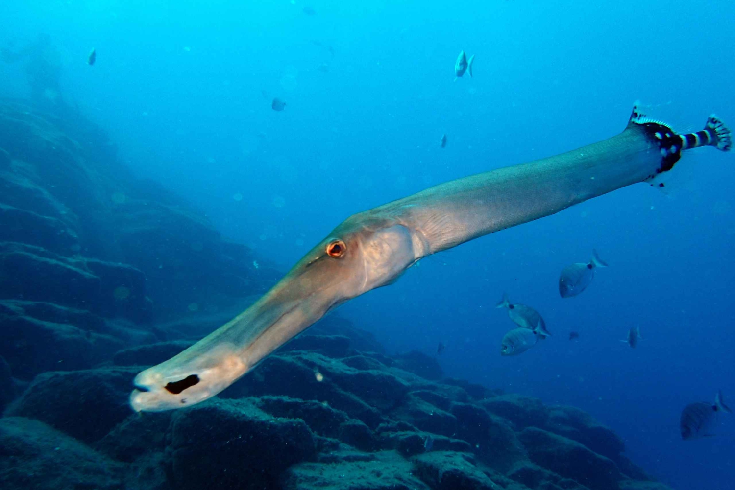 2-Dive Guided Scuba Diving For Qualified Divers