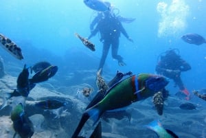 Guidet dykking med 2 dykk for kvalifiserte dykkere