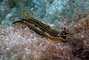 2-Dive Guided Scuba Diving For Qualified Divers