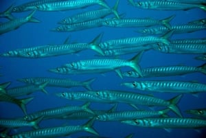 2-Dive Guided Scuba Diving For Qualified Divers