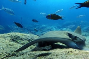 2-Dive Guided Scuba Diving For Qualified Divers