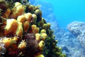 2-Dive Guided Scuba Diving For Qualified Divers