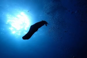 2-Dive Guided Scuba Diving For Qualified Divers