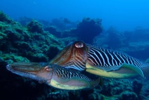 2-Dive Guided Scuba Diving For Qualified Divers