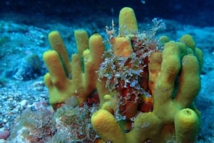 2-Dive Guided Scuba Diving For Qualified Divers