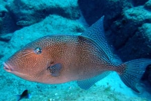 2-Dive Guided Scuba Diving For Qualified Divers