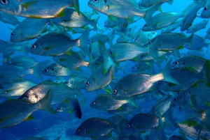 2-Dive Guided Scuba Diving For Qualified Divers