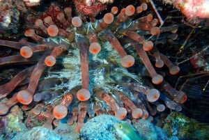 2-Dive Guided Scuba Diving For Qualified Divers