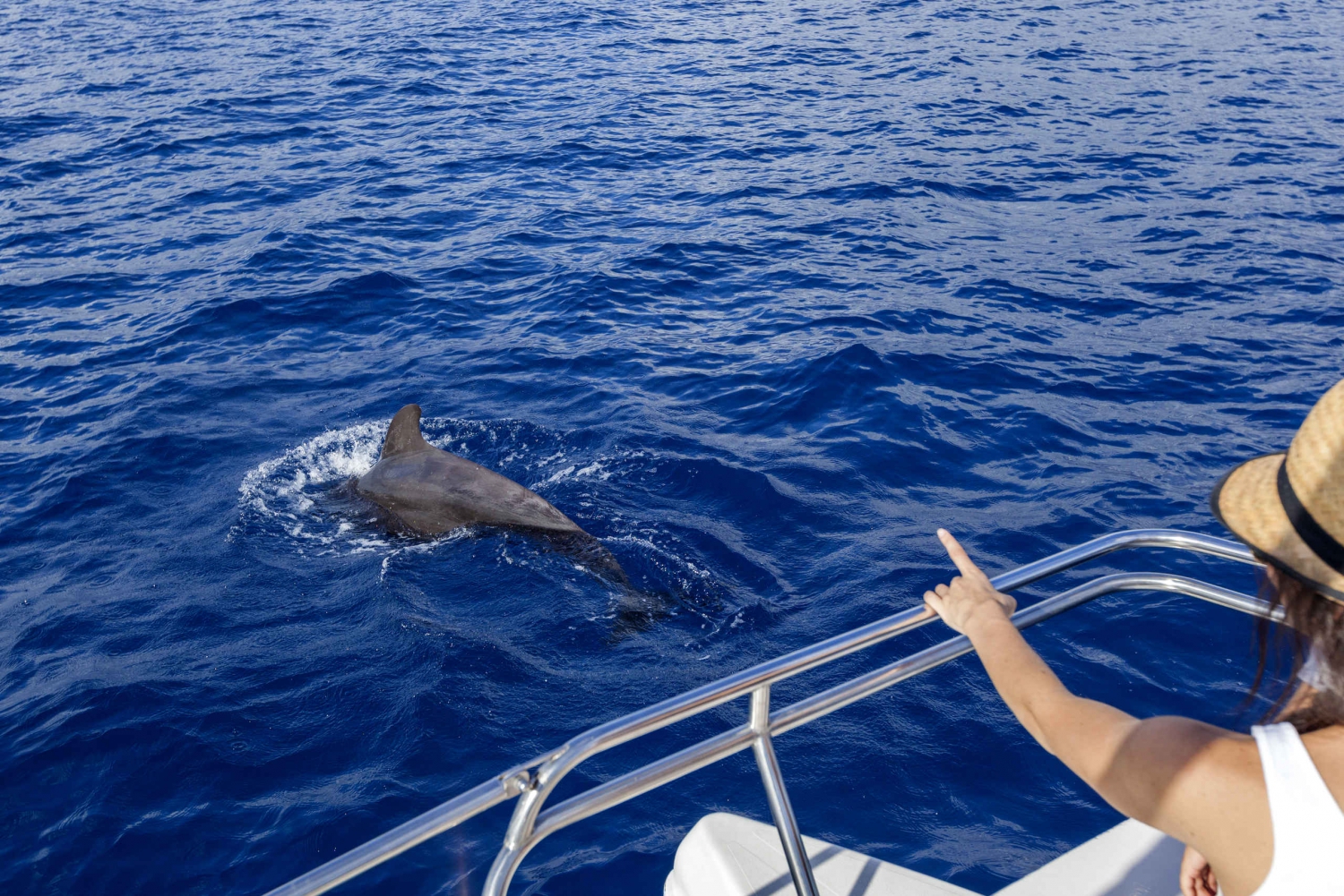  3-Hour Dolphin and Whale Watching by Sailboat