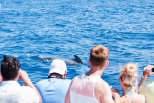  3-Hour Whale Watching Tour with Snorkeling