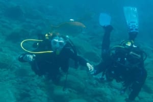 3H Gemeinsame barrierefreie Kreuzfahrt mit Schildkröten, Delfinen und Walen