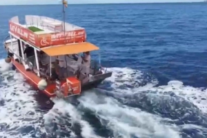 3 timers fælles barrierefrit krydstogt med skildpadder, delfiner og hvaler