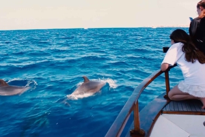 3 timers fælles barrierefrit krydstogt med skildpadder, delfiner og hvaler