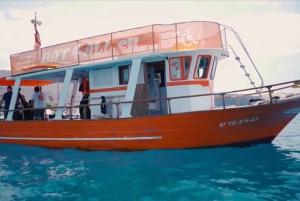 3 timers fælles barrierefrit krydstogt med skildpadder, delfiner og hvaler