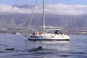 3h Whale Watching Private tour Beneteau Oceanis 440