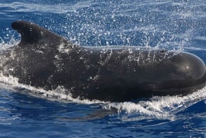 3h Whale Watching Private Tour Costa Adeje Lina7 Mizendoha