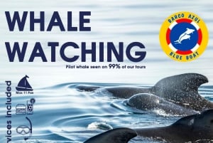 3h Whale Watching Private Tour Costa Adeje Lina7 Mizendoha