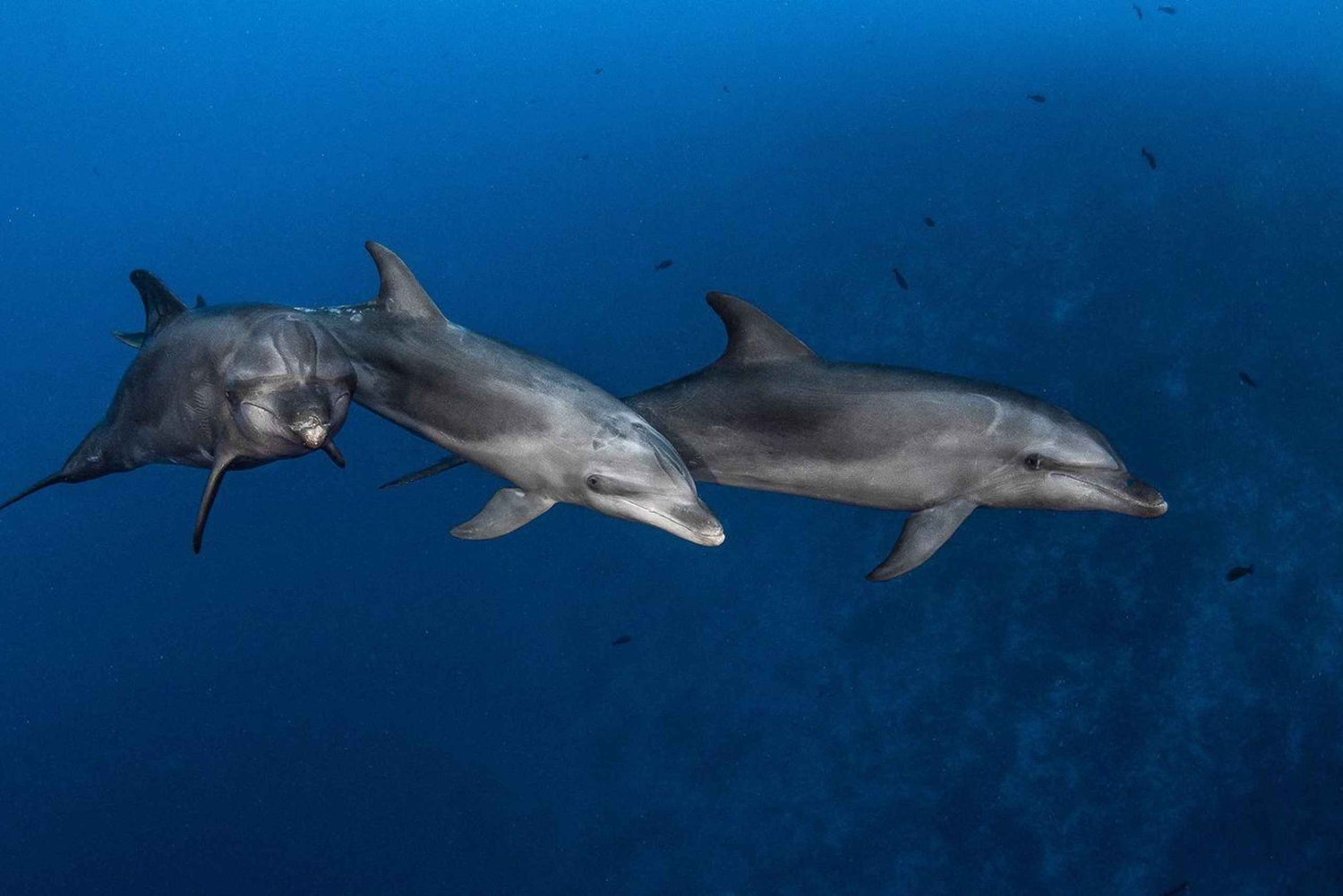 3h Whale watching Share Tour Costa Adeje Lina7 Mizendoha